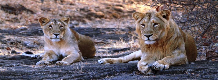 1140/Deccan Odyssey - Mumbai 030.jpg